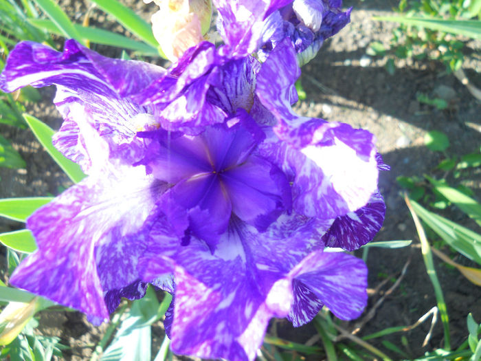 DSCN1765_002 - irisi 2014