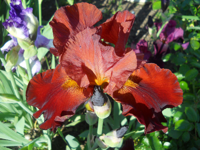 DSCN1767_004 - irisi 2014