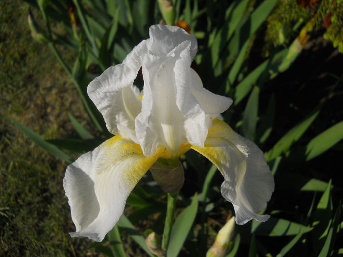 DSCN1771_008 - irisi 2014