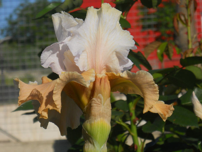 DSCN1776_013 - irisi 2014