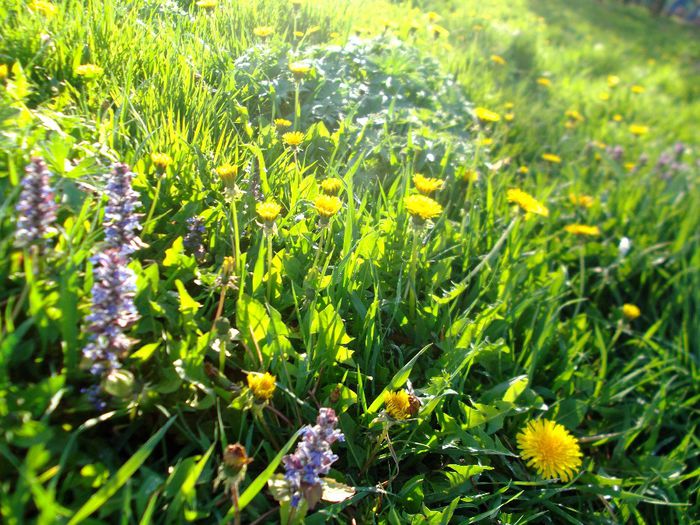 DSCF5232 - Gradinuta mea