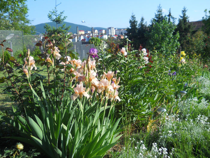 DSCN1782_019 - irisi 2014