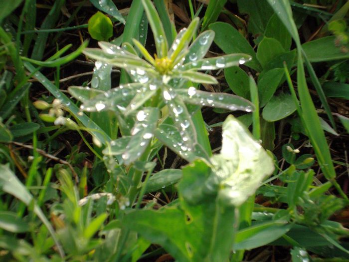 DSCF5283 - Gradinuta mea