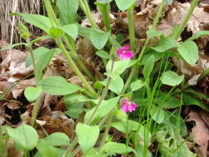 DSCF5359 - Gradinuta mea