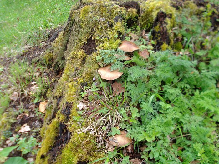 DSCF5389 - Gradinuta mea