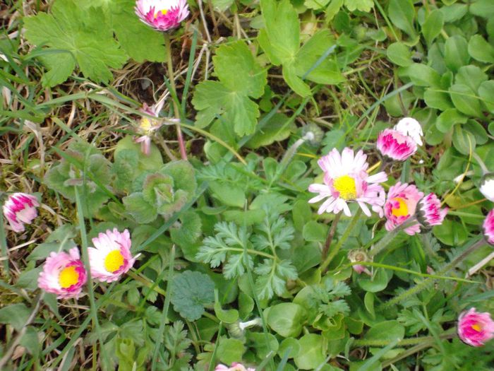 DSCF5405 - Gradinuta mea