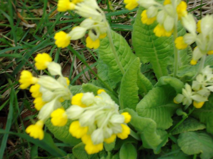 DSCF5416 - Gradinuta mea