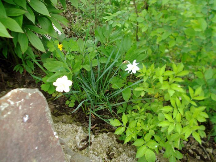 DSCF5509 - Gradinuta mea