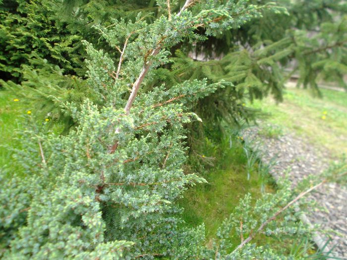 DSCF5507 - Gradinuta mea