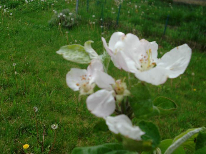 DSCF5514 - Gradinuta mea