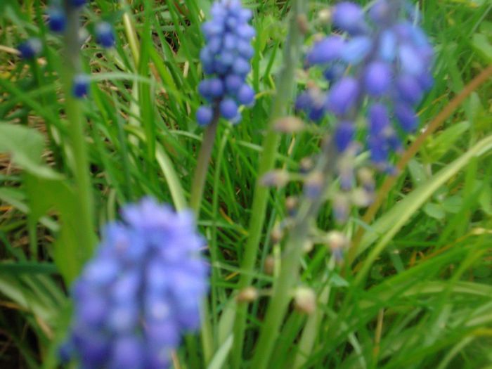 DSCF5512 - Gradinuta mea