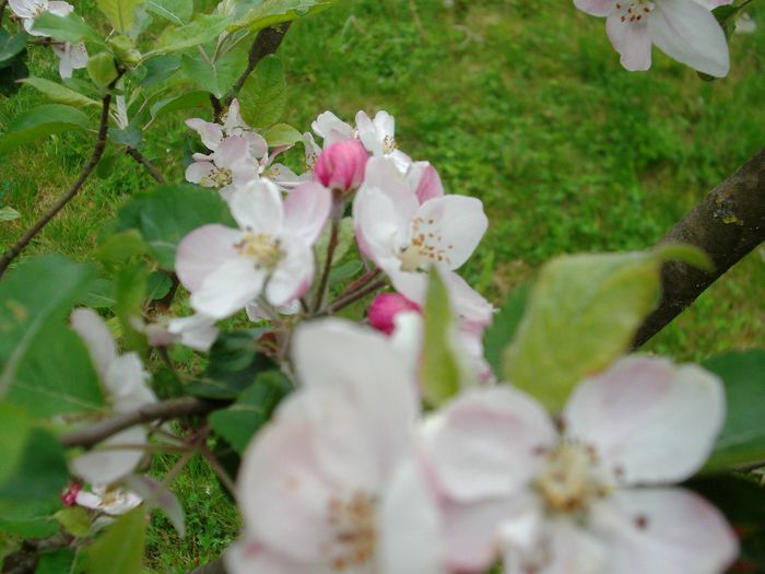 DSCF5518 - Gradinuta mea