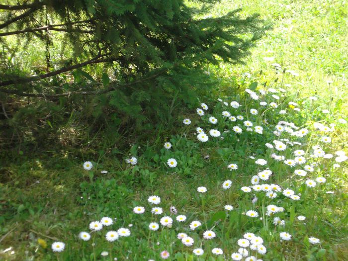 DSCF5609 - Gradinuta mea