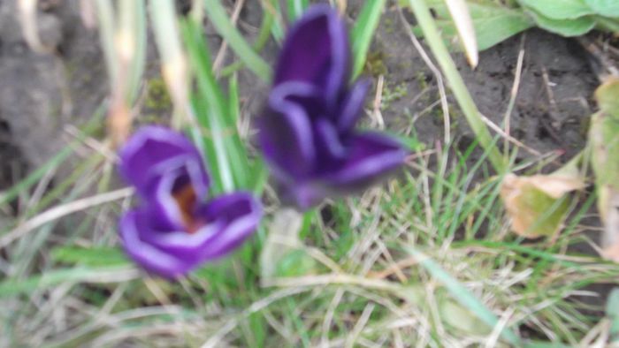 DSCF5089 - Gradinuta mea