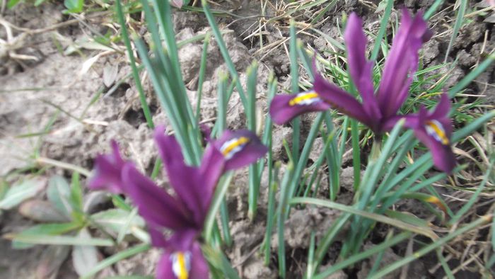 DSCF5092 - Gradinuta mea