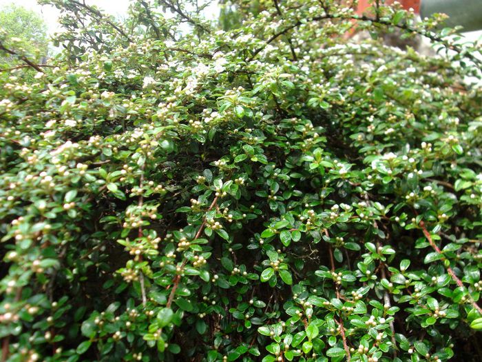 DSCF5646 - Gradinuta mea