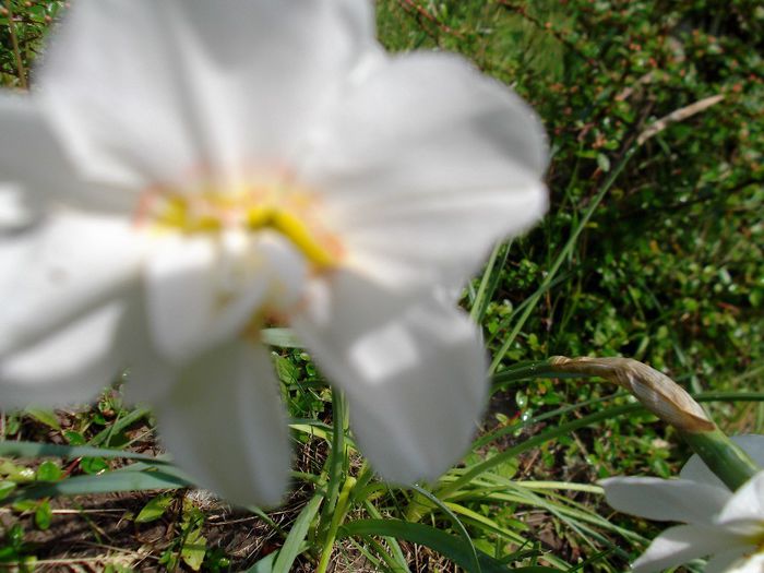 DSCF5649 - Gradinuta mea