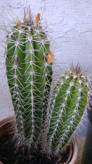 DSC00309 - 0 VANZARE CACTUSI