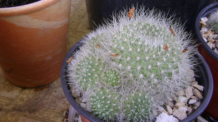 DSC00310 - 0 VANZARE CACTUSI