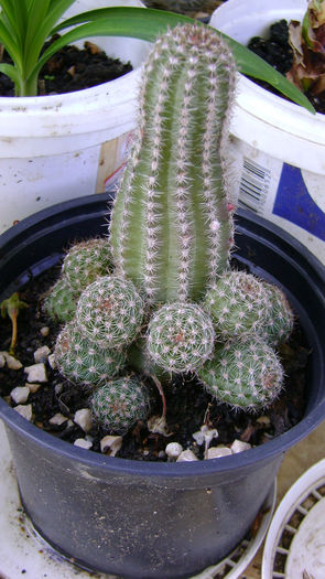 DSC00315 - 0 VANZARE CACTUSI