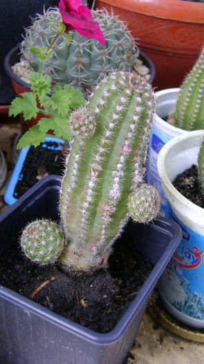 DSC00316 - 0 VANZARE CACTUSI