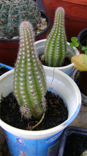 DSC00317 - 0 VANZARE CACTUSI