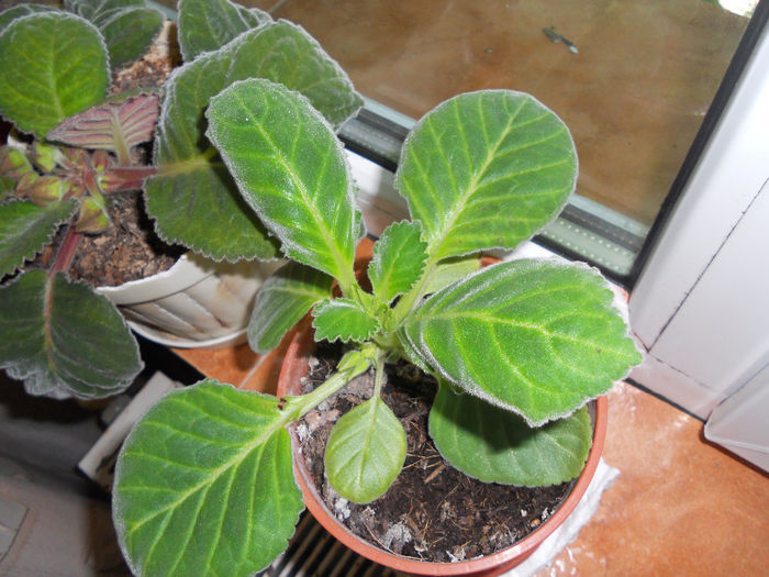 DSCN6540 - Gloxinia 2014