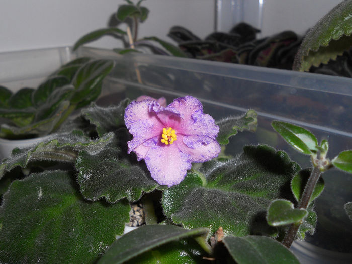 DSCN6435 - Violete 2014