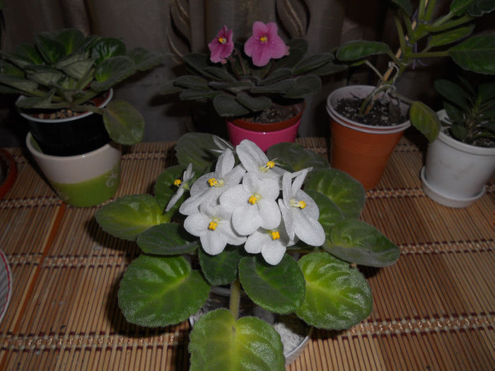 DSCN6528 - Violete 2014