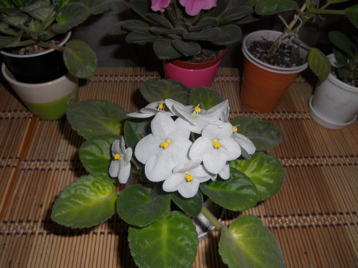 DSCN6530 - Violete 2014