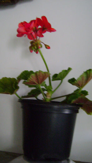 DSC00249 - 0 VANZARE MUSCATE