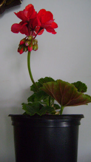 DSC00251 - 0 VANZARE MUSCATE