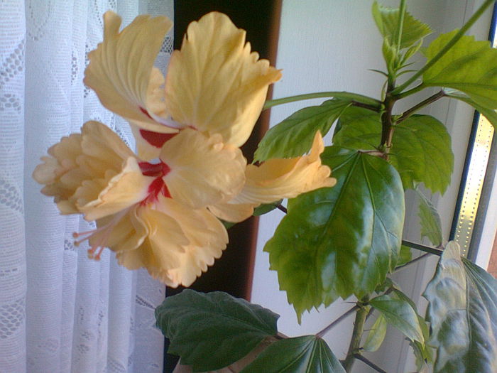 Fotografie0851 - Hibiscus 2014