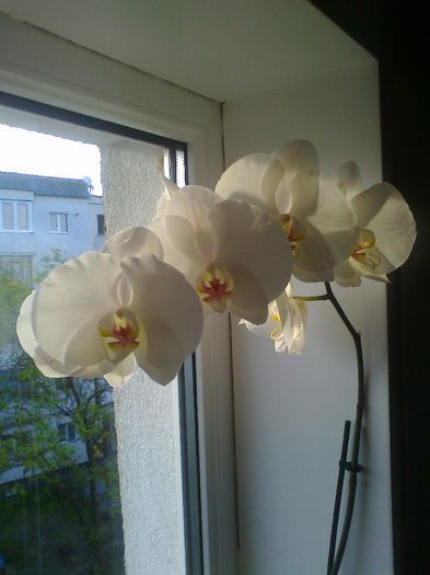 Photo0671 - ORHIDEE - PHALAENOPSIS