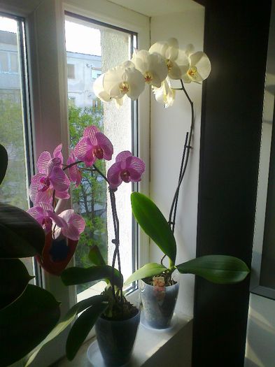 Photo0673 - ORHIDEE - PHALAENOPSIS