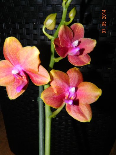 DSCN7320 - Flori 2014