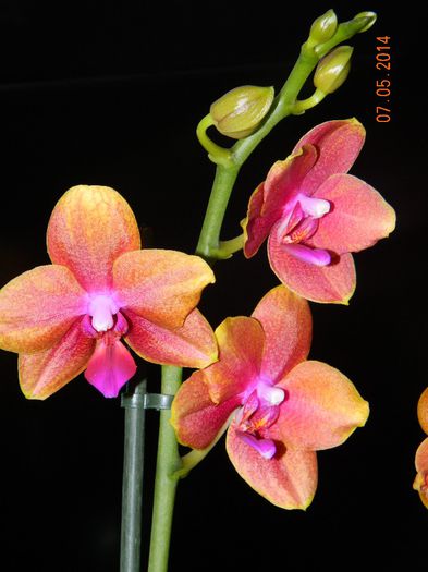 DSCN7336 - Orhidee