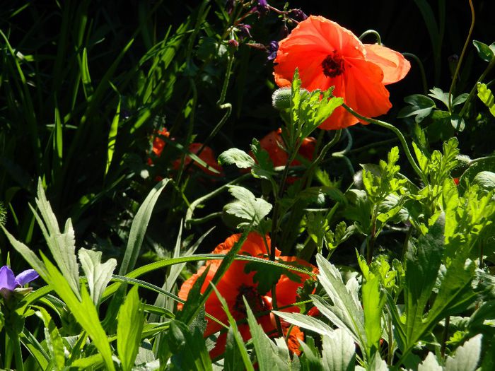 DSCN8437 - MAI_2014