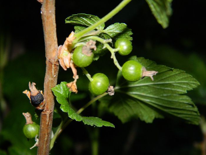 DSCN8538 coacaz negru