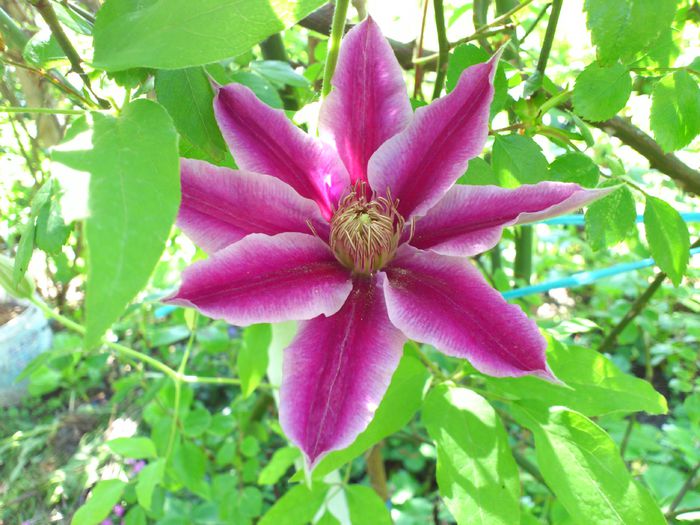 Julka - Clematis