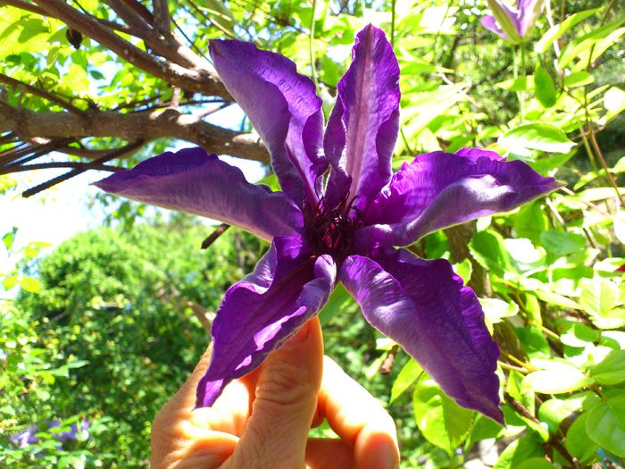 The President - Clematis