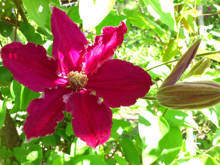 Ernest Markham - Clematis