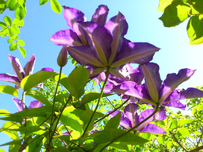 The President - Clematis