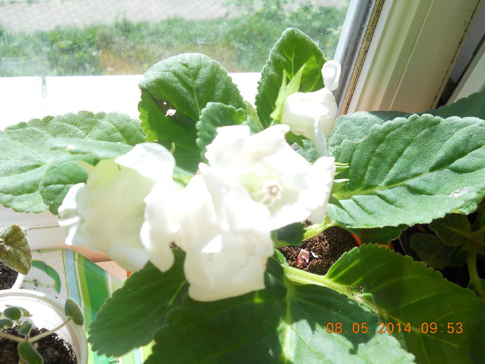 gloxinia - MAI 2014
