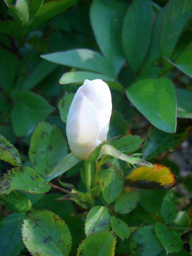 Jacqueline du Pré • HARwanna; Shrub - Harkness (United Kingdom, 1988)
