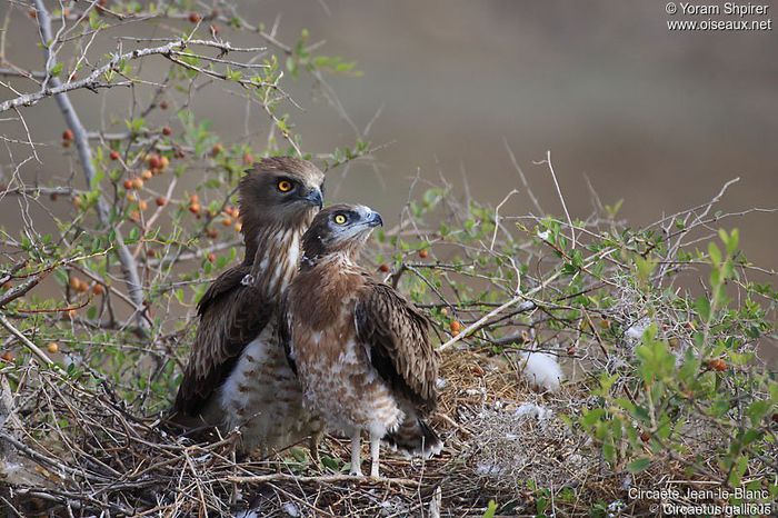 Vulturul serpar; (Circaetus gallicus)Mama cu puiul
