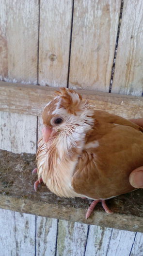 IMG_20140508_104722 - pui- 2014