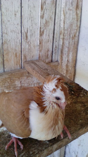 IMG_20140508_104730 - pui- 2014