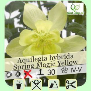 aquilegia-spring-magic - ACHIZITII