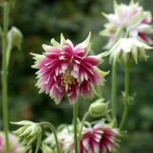 aquilegia-vulgaris-barlow-nora-barlow- - ACHIZITII
